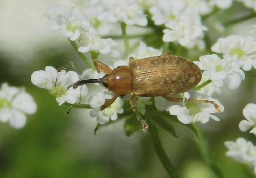 Réf. 271 154 : Dorytomus sp.